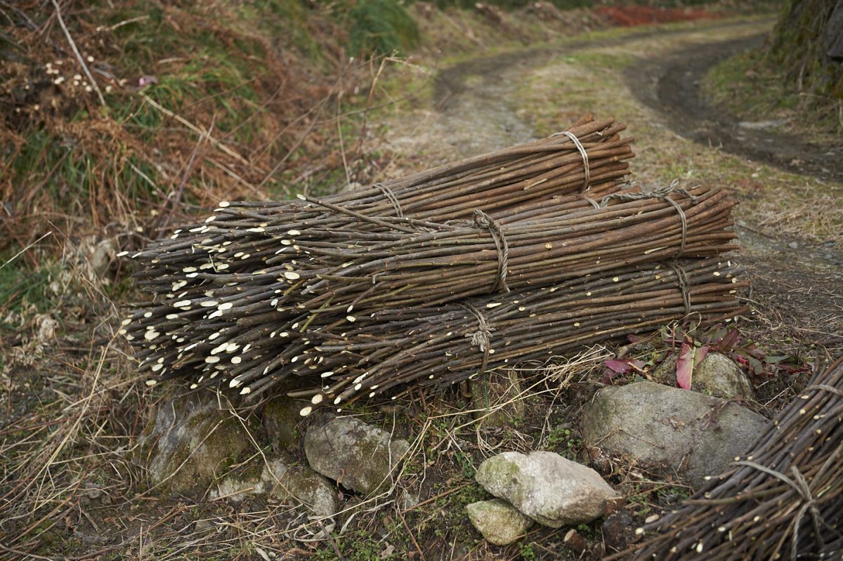 私たちについて