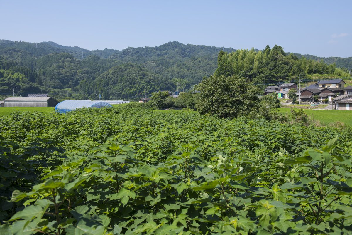 ホーム