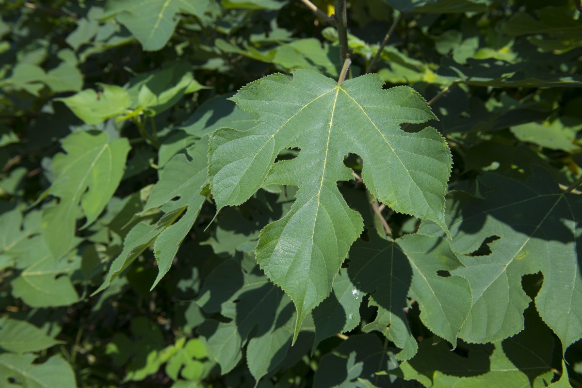 私たちについて